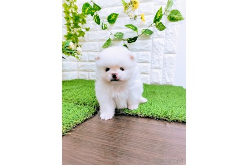 成約済の岡山県のミックス犬-357377の2枚目