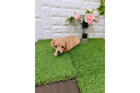 成約済の岡山県のチワプー:チワワ×トイプードル-357383の3枚目