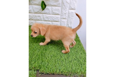 成約済の岡山県のチワプー:チワワ×トイプードル-357383の4枚目