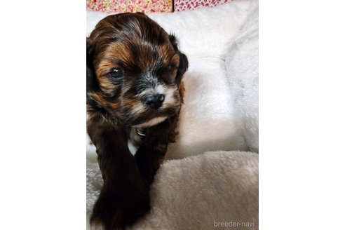 商談中の岡山県のミックス犬-354840の4枚目