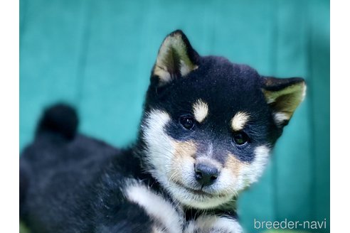 成約済の茨城県の豆柴-357163の4枚目