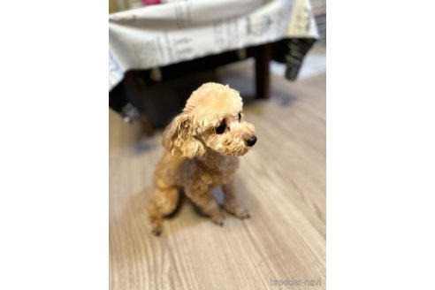 来羅くん1枚目