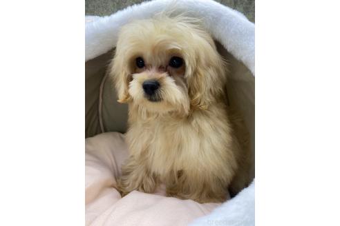 成約済の茨城県のミックス犬-337314の3枚目