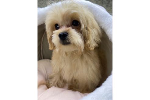 成約済の茨城県のミックス犬-337314の1枚目