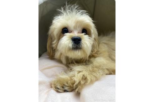 成約済の茨城県のミックス犬-337314の2枚目