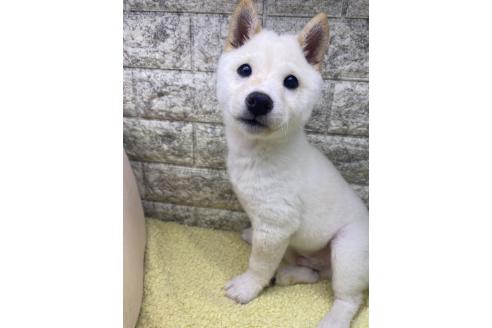 成約済の茨城県の豆柴-352120の1枚目