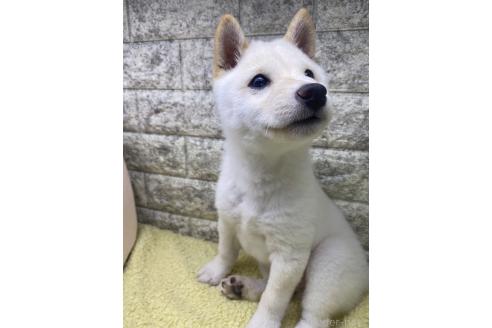 成約済の茨城県の豆柴-352120の4枚目