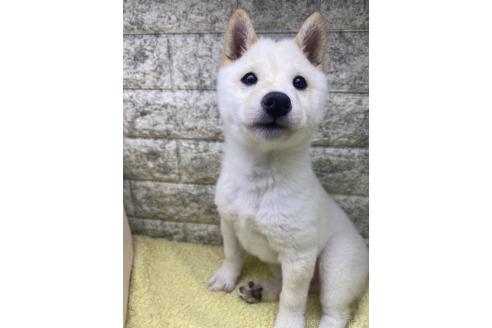 成約済の茨城県の豆柴-352120の3枚目