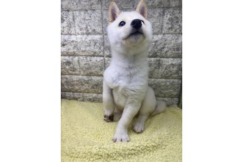 成約済の茨城県の豆柴-352120の2枚目