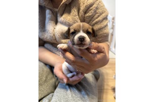 成約済の岡山県のジャックラッセルテリア-357475の6枚目