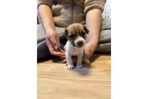 成約済の岡山県のジャックラッセルテリア-357475の2枚目