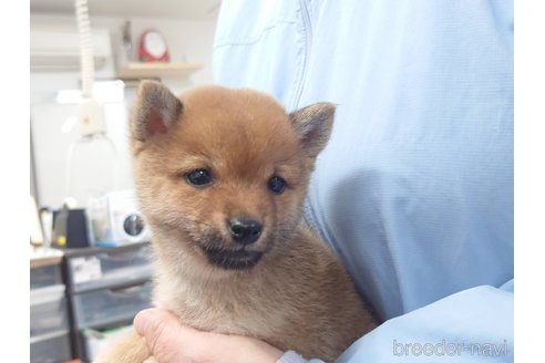 成約済の大分県の豆柴-357407の3枚目