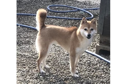 お豆ちゃんちゃん1枚目