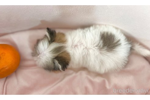 成約済の茨城県のチワマル:チワワ×マルチーズ-352047の7枚目