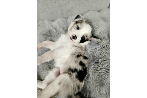成約済の埼玉県のボーダーコリー-357420の6枚目