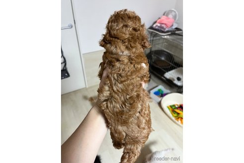 成約済の愛媛県のタイニープードル-357419の4枚目