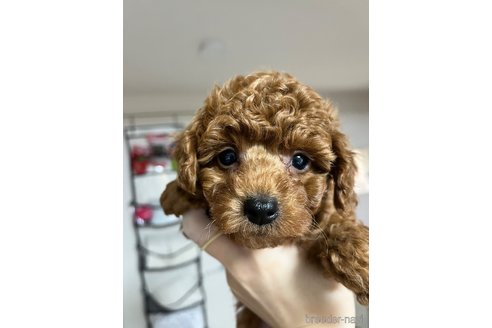 成約済の愛媛県のトイプードル-357421の3枚目