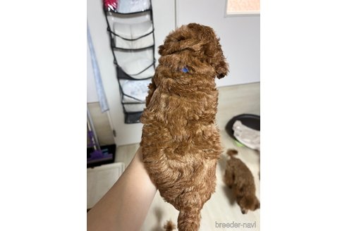 成約済の愛媛県のトイプードル-357422の2枚目