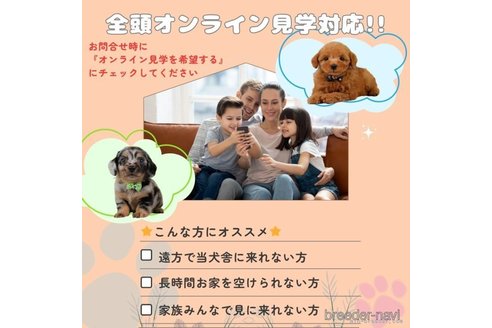 成約済の神奈川県のトイプードル-357867の14枚目