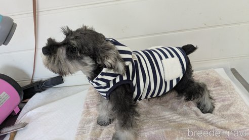 成約済の熊本県のミニチュアシュナウザー-345851の2枚目