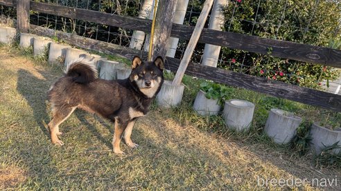 成約済の熊本県の柴犬-357434の8枚目