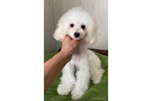 販売中の愛知県のティーカッププードル-331680の12枚目