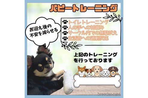 成約済の静岡県のマルチーズ-357750の15枚目