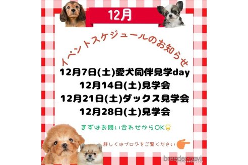 成約済の茨城県のミニチュアダックスフンド(ロングヘアード)-357677の13枚目