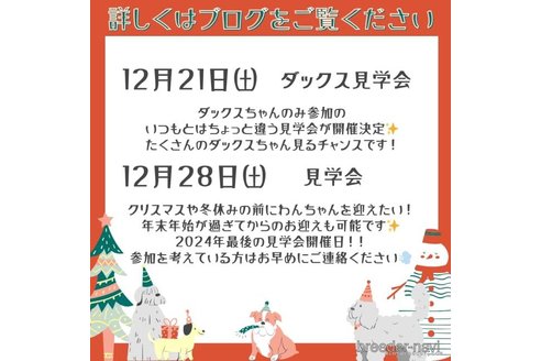 成約済の茨城県のトイプードル-357672の14枚目