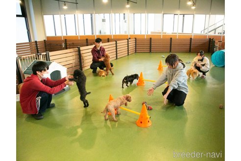 成約済の茨城県のミニチュアダックスフンド(ロングヘアード)-357670の10枚目