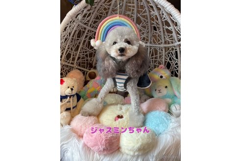 ジャスミンちゃん1枚目