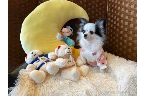 りりーちゃん1枚目