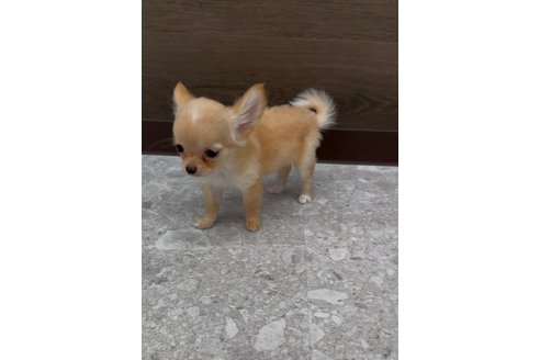 成約済の福岡県のチワワ(ロングコート)-349155の6枚目