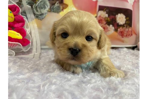 成約済の神奈川県のミックス犬-356049の15枚目
