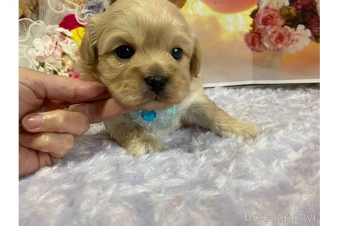 成約済の神奈川県のミックス犬-356049の14枚目