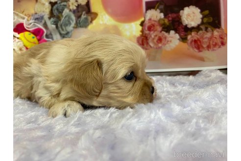 成約済の神奈川県のミックス犬-356049の12枚目