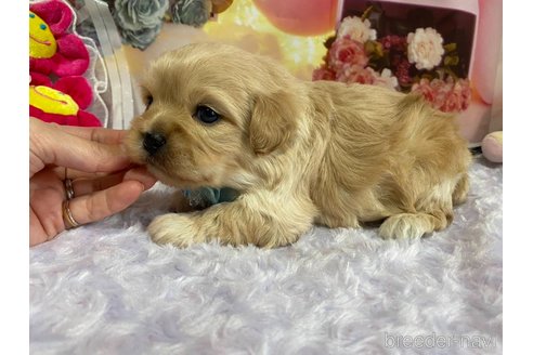 成約済の神奈川県のミックス犬-356049の13枚目