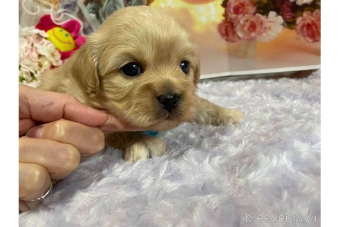 成約済の神奈川県のミックス犬-356049の11枚目