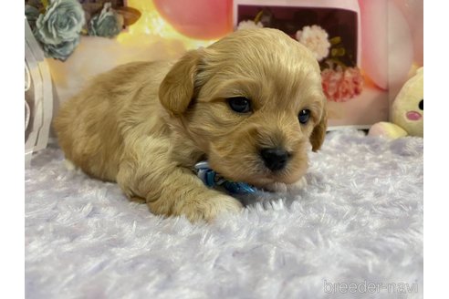 成約済の神奈川県のミックス犬-357497の56枚目