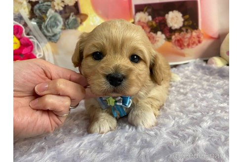 成約済の神奈川県のミックス犬-357497の54枚目