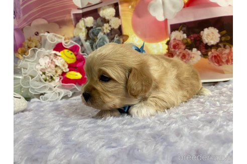 成約済の神奈川県のミックス犬-357497の52枚目