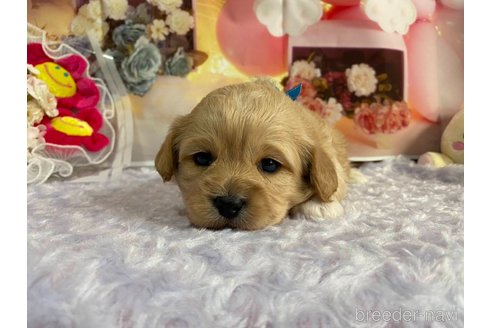 成約済の神奈川県のミックス犬-357497の53枚目