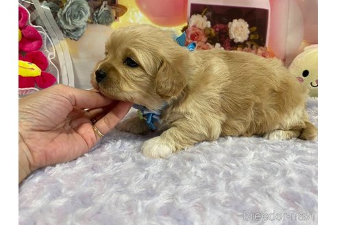 成約済の神奈川県のミックス犬-357497の51枚目