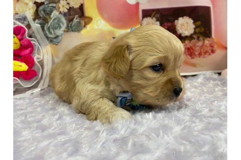 成約済の神奈川県のミックス犬-357497の55枚目