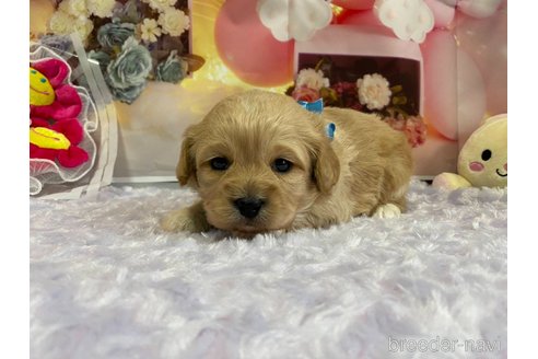 成約済の神奈川県のミックス犬-357497の50枚目