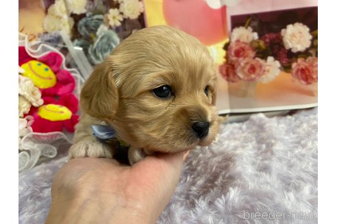 成約済の神奈川県のミックス犬-357497の49枚目