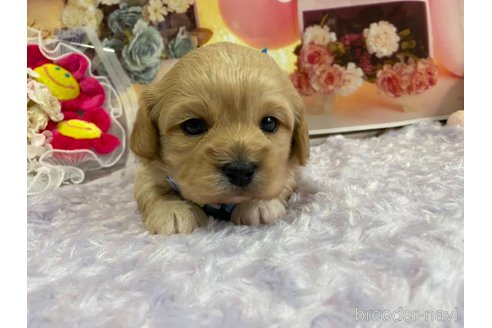 成約済の神奈川県のミックス犬-357497の48枚目