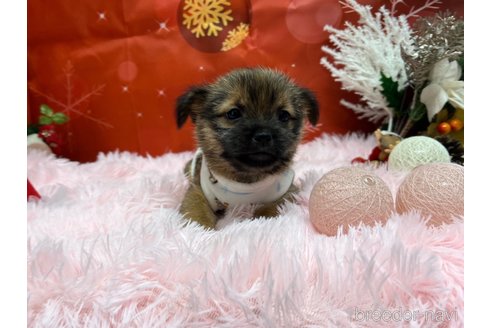 販売中の山形県のミックス犬-357523の7枚目