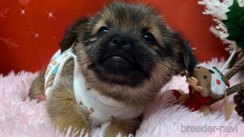 販売中の山形県のミックス犬-357523の5枚目