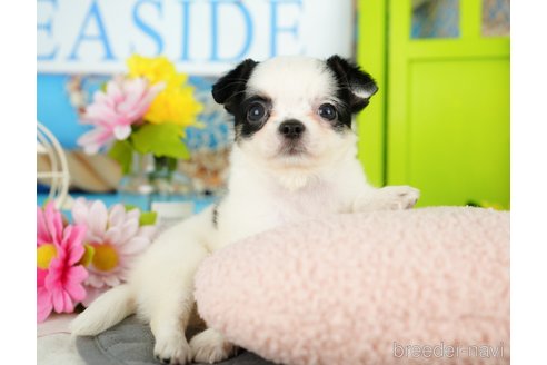 成約済の千葉県のチワワ(ロングコート)-357530の4枚目